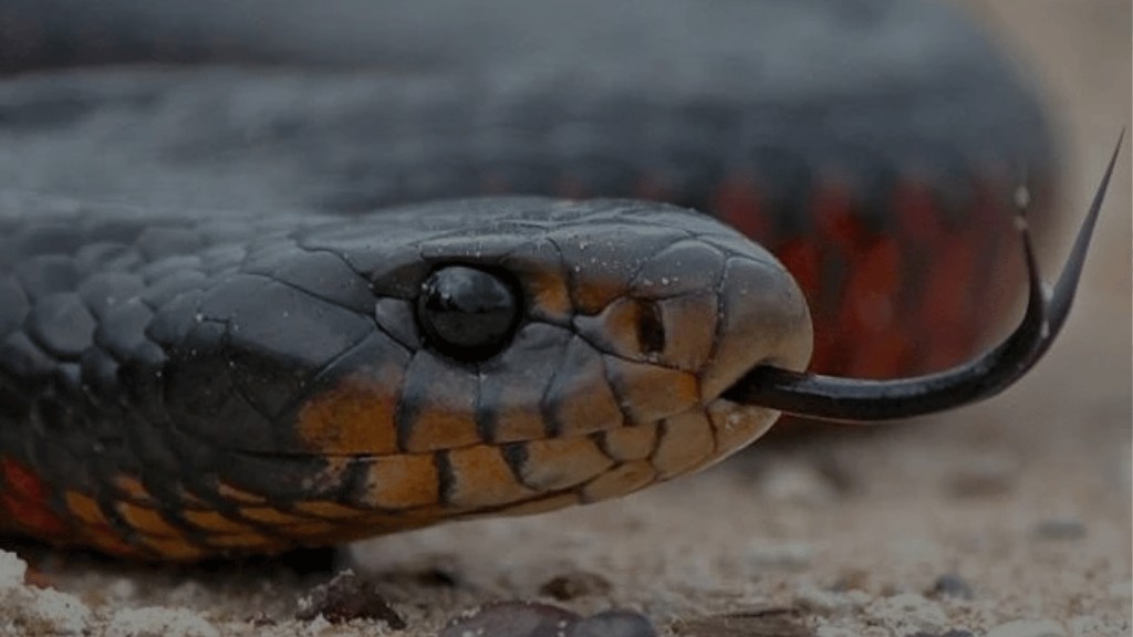Snake in coastal grass, side profile