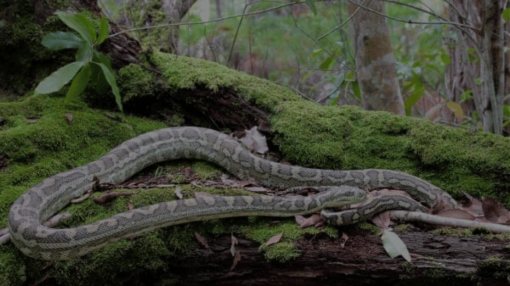 Large python on a mossy log in shaded forest